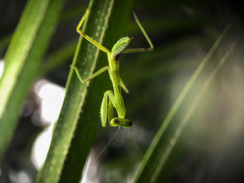 Close-up of grasshopper on plant