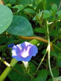 Close-up of purple flowering plant