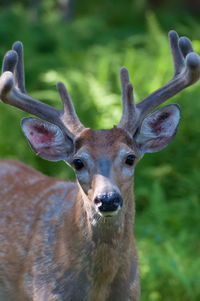 Whitetail buck with velvet covered antlers