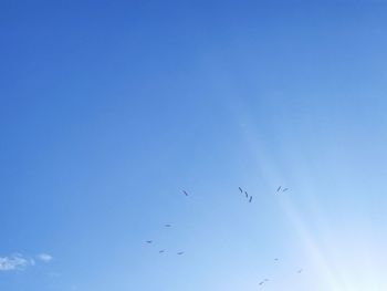 Low angle view of birds flying in sky