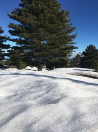 Trees on snow covered landscape