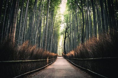 Empty road in bamboo forest