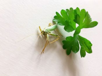 High angle view of dead grasshopper by leaf on table