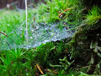 Close-up of plant in water