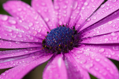 Full frame shot of water drops on pink flower