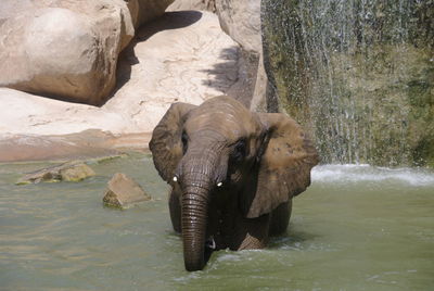 Elephant in a water