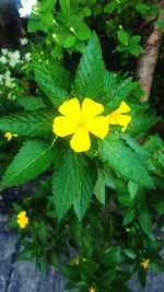 Close-up of yellow flower