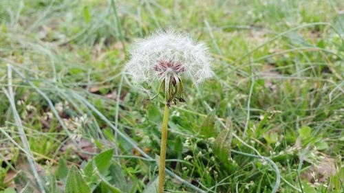 Close-up of flower growing in field