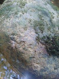 Macro shot of rock on tree trunk