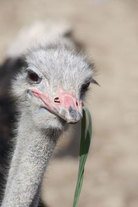 Close-up of ostrich