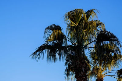 Low angle view of coconut palm tree against blue sky