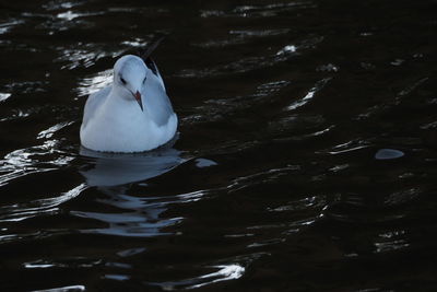 Swan swimming in lake