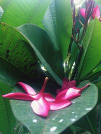 Close-up of pink lotus water lily