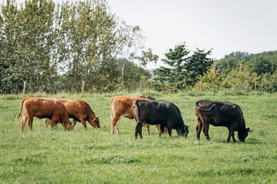 Horses grazing in a field