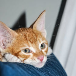 Close-up portrait of a cat