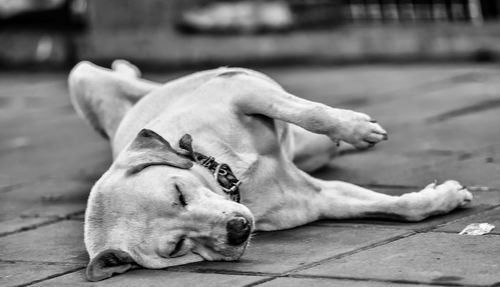 Close-up of dog lying on ground
