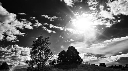 Low angle view of trees against sky