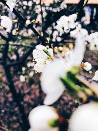 Close-up of white flower tree