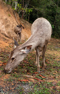 Deer grazing in a field