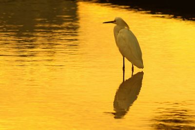 Reflection of little egret over in water during dusk