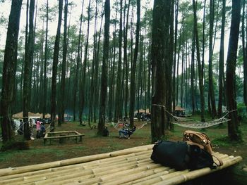 View of bamboo trees in forest