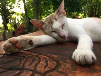 Close-up of cat sleeping