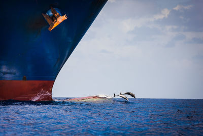 Fish diving in sea with ship in foreground