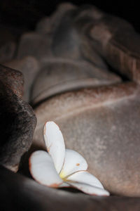 Close-up of white rose flower