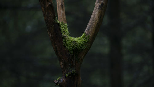 Close-up of moss growing on tree trunk