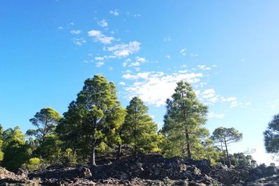 Low angle view of trees against blue sky