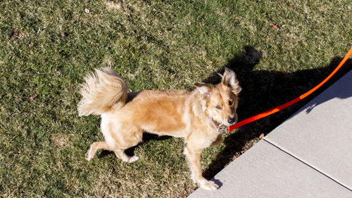 High angle view of dog on grass