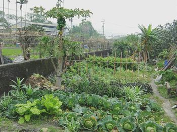 View of plants and trees