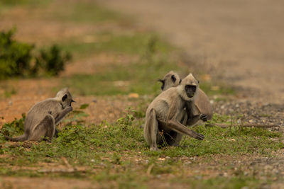 Monkeys sitting on land