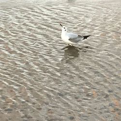 High angle view of bird in water