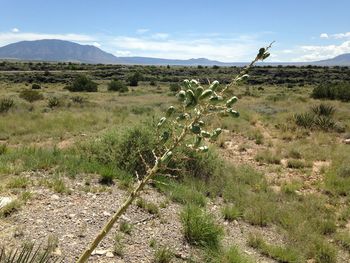 Plants growing on land against sky