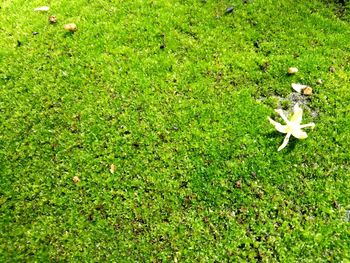 High angle view of flowering plants on field