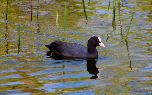 High angle view of duck swimming in lake