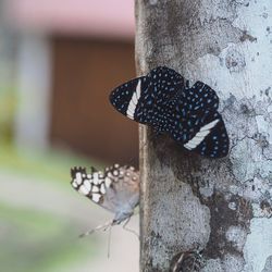 Close-up of butterfly perching on leaf
