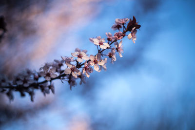 Close-up of cherry blossoms blooming on tree