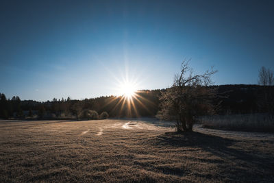 Trees on field against clear sky during winter