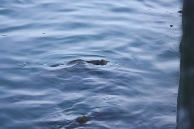 High angle view of turtle swimming in sea