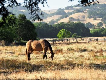 Horse grazing in a field