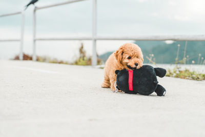 Dog looking away while sitting on road