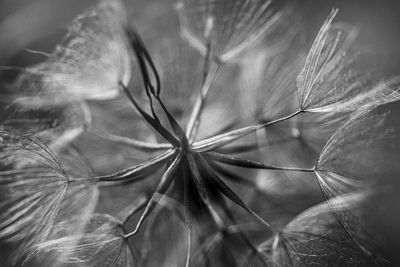 Full frame shot of white dandelion