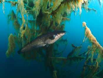 Fish swimming in sea