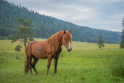 Young horse on a green forest meadow on a cloudy day