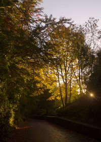 Trees in forest during autumn