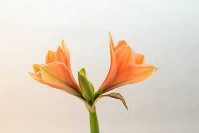 Close-up of flower blooming against clear sky