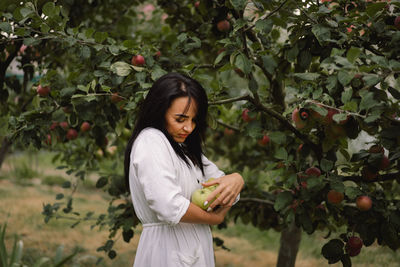 Woman picking apples in garden. traditional collecting organic fruit.