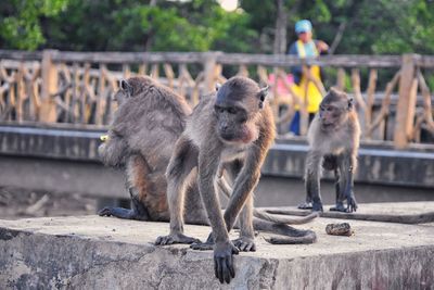 Macaque long tailed monkey, close-up genus macaca cercopithecinae, monkeys in thailand. asia.